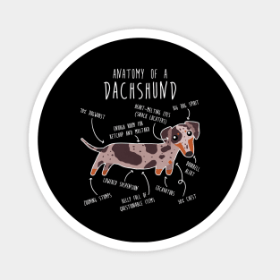 Red Dapple Dachshund Dog Anatomy Magnet